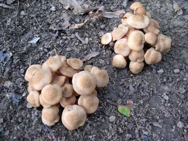 Il Genere Armillaria